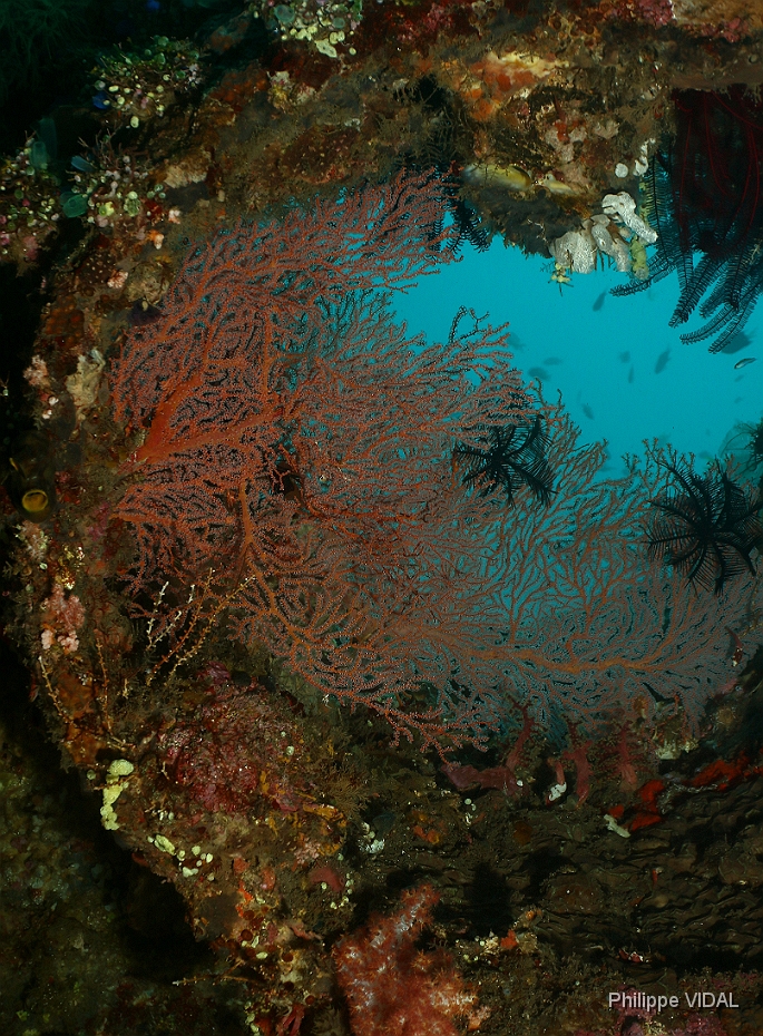 Bali 2016 - Liberty - Corail - IMG_5820_rc.jpg